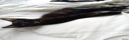 Mixed Breed cats for sale: Little beautfull boy  in Ossett - Advert 2