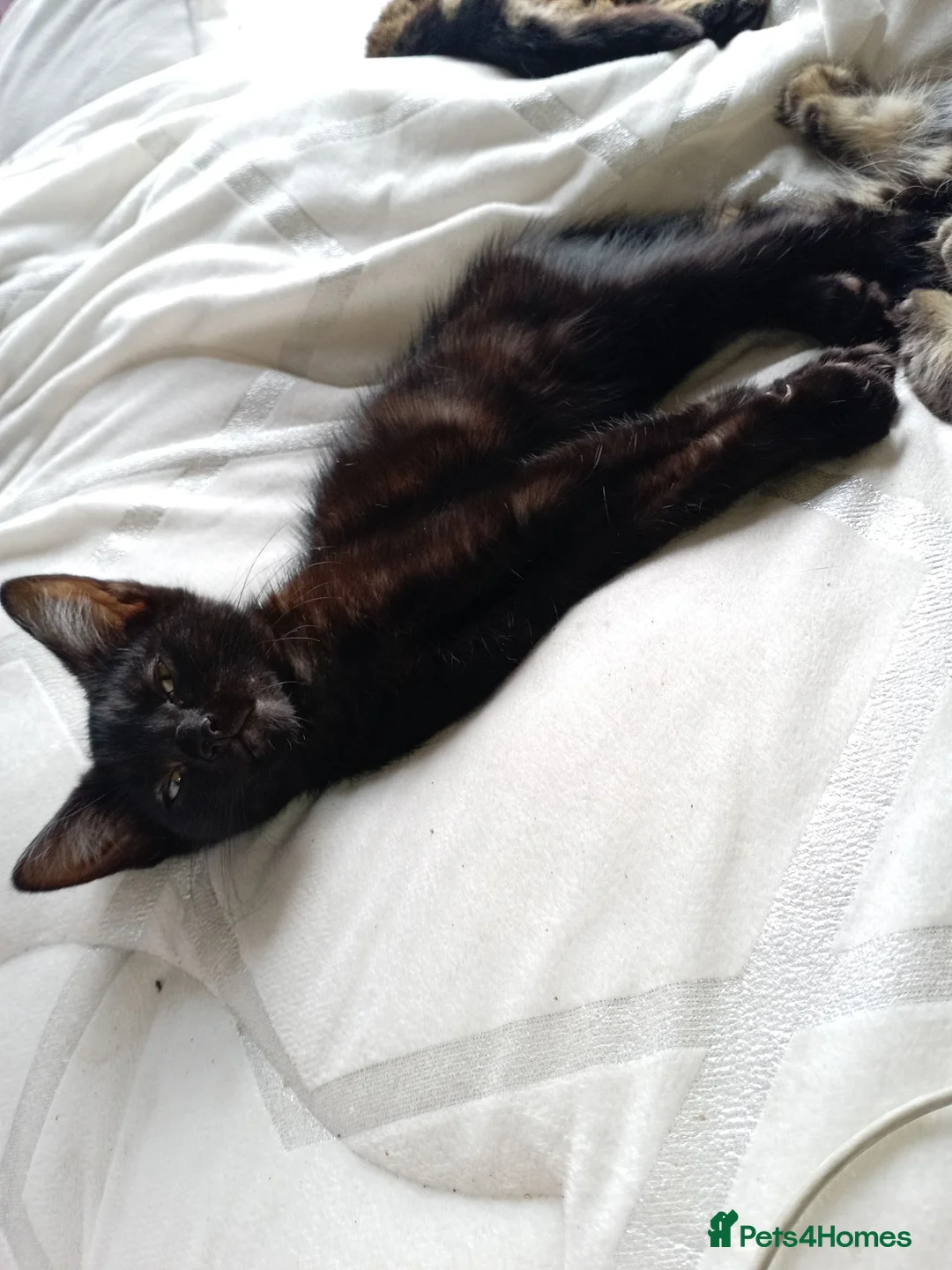 Mixed Breed cats for sale: Little beautfull boy  in Ossett - Advert 2