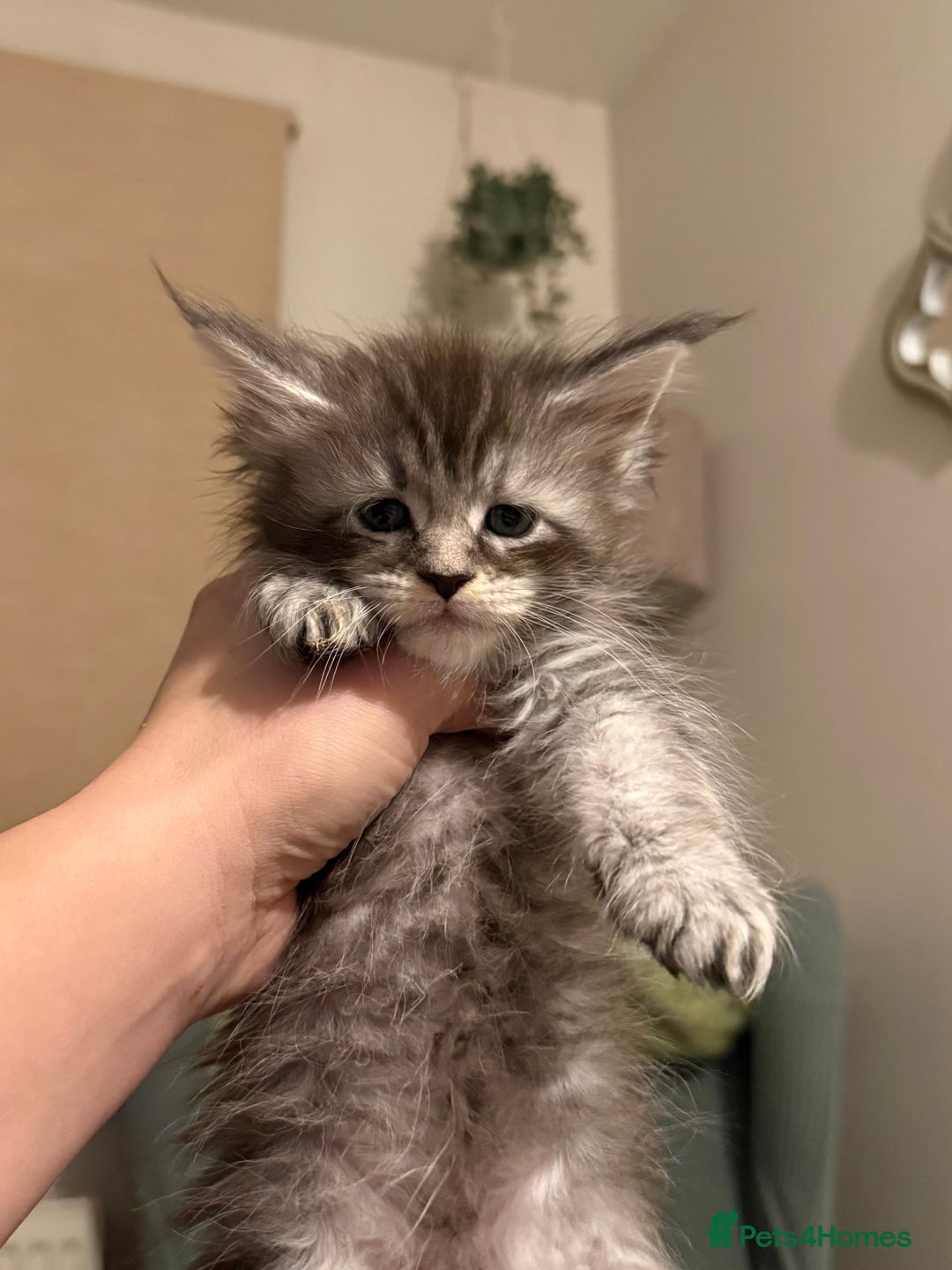 Maine Coon cats for sale: Maine coon kittens - Advert 1