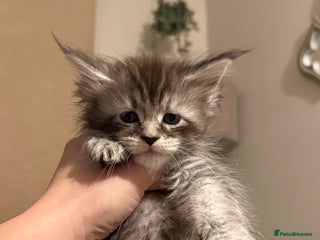 Maine Coon cats Maine coon kittens - Advert 3