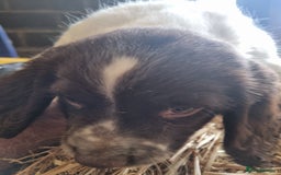 English Springer Spaniel dogs for sale: Pretty puppies with working parents ready now - Image 19