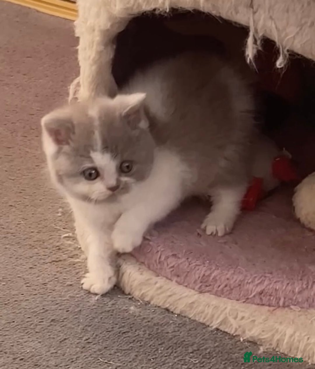 British Shorthair cats for sale: Gorgeous British Shorthairs TICA Registered - Advert 15