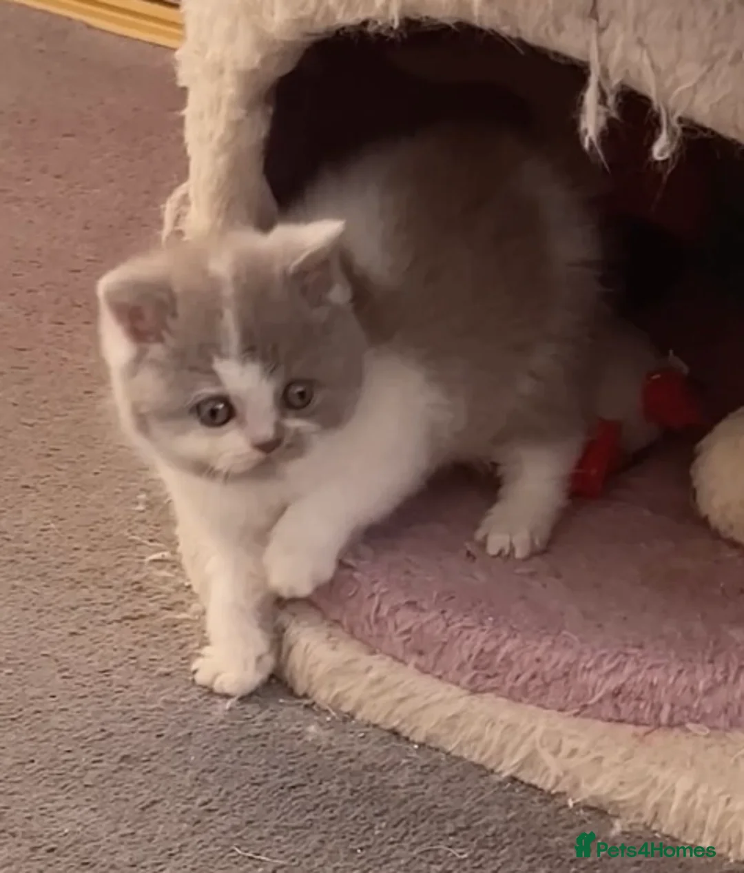 British Shorthair cats for sale: Gorgeous British Shorthairs TICA Registered - Advert 15