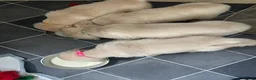 Golden Retriever dogs for sale: ⭐️ 4 beautiful puppies looking for forever homes⭐️ - Advert 22