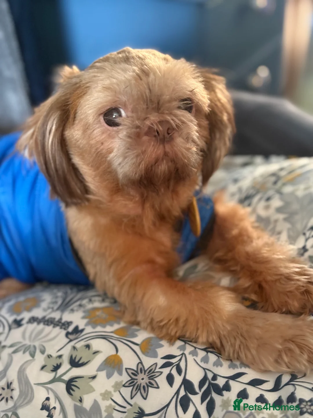 Shih Tzu dogs for sale: ALL SOLD THANK YOU - Advert 27