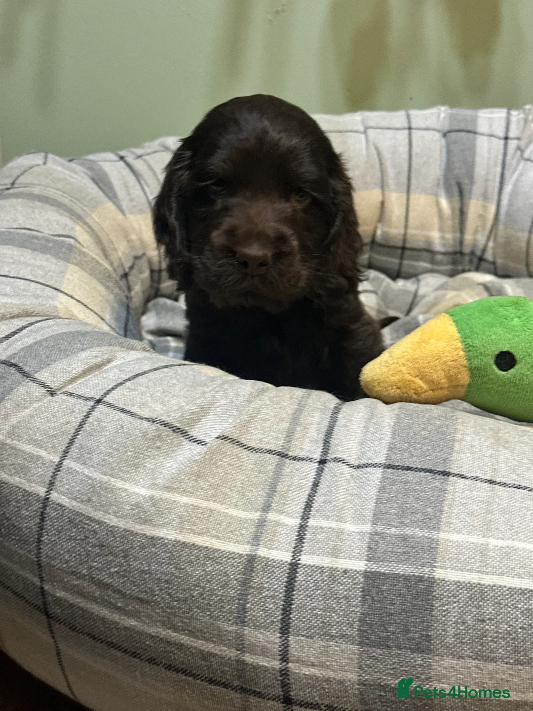 Cocker Spaniel dogs for sale: Beautiful show type chocolate and gold girls - Advert 11