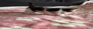 Domestic Shorthair Kitten 7