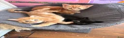 Mixed Breed cats for sale: 4 beautiful kittens for sale mixed breed - Advert 8