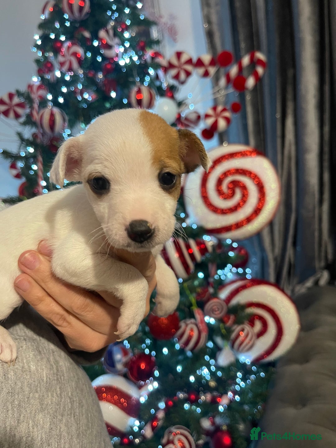 Jack Russell dogs for sale: READY NOW! OutstandingJack Russell puppies - Advert 5