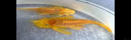 Plecos fish for sale: L144 Blue Eyed Bristlenose Pleco size 3 cm - Advert 2