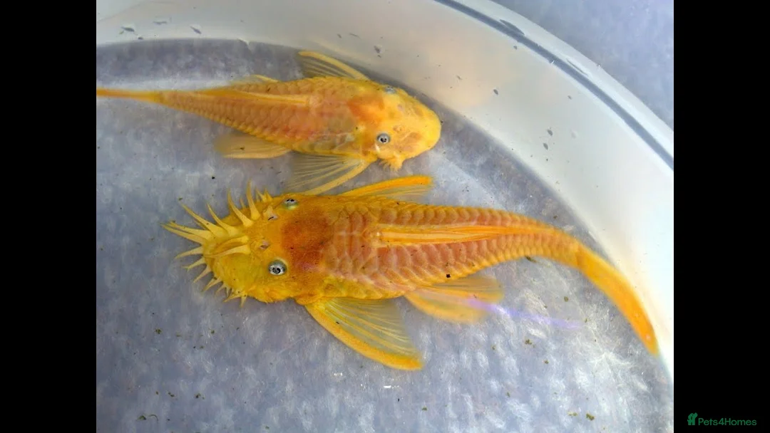 Plecos fish for sale: L144 Blue Eyed Bristlenose Pleco size 3 cm - Advert 2