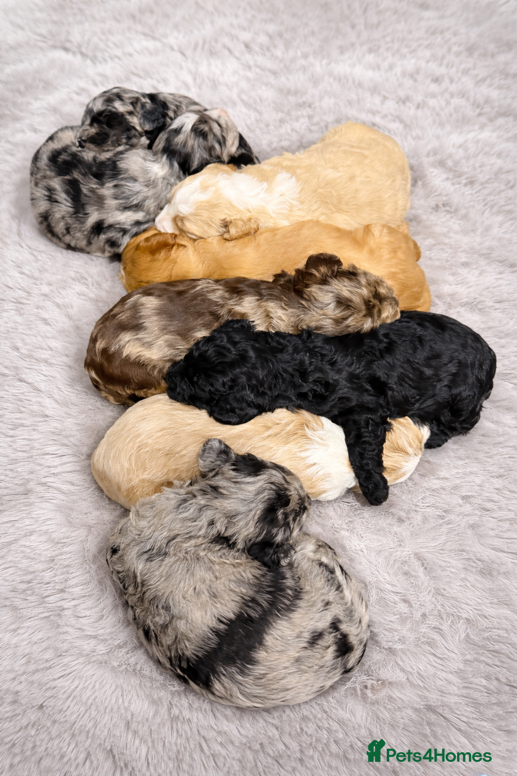 Australian Labradoodle dogs AUSTRALIAN LABRADOODLE  - Advert 2