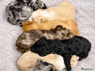 Australian Labradoodle dogs AUSTRALIAN LABRADOODLE - Advert 2