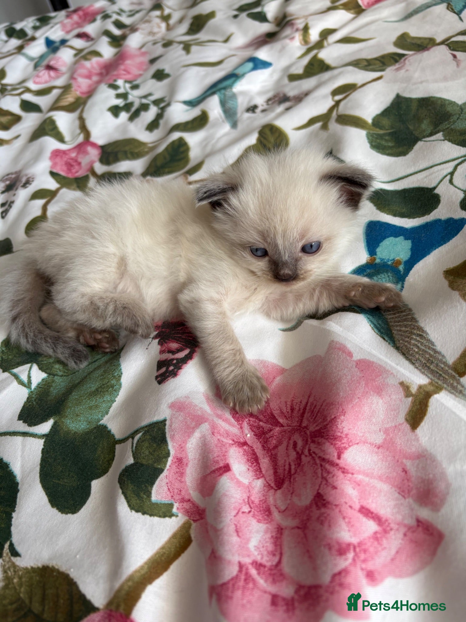 Ragdoll cats ♥️💙 ADORABLE GCCF KItTENS 💙❤️ - Advert 3
