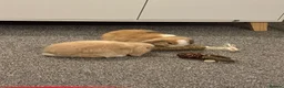 Mini Lop rabbits for sale: Mr Loo Loo in Enfield - Advert 3