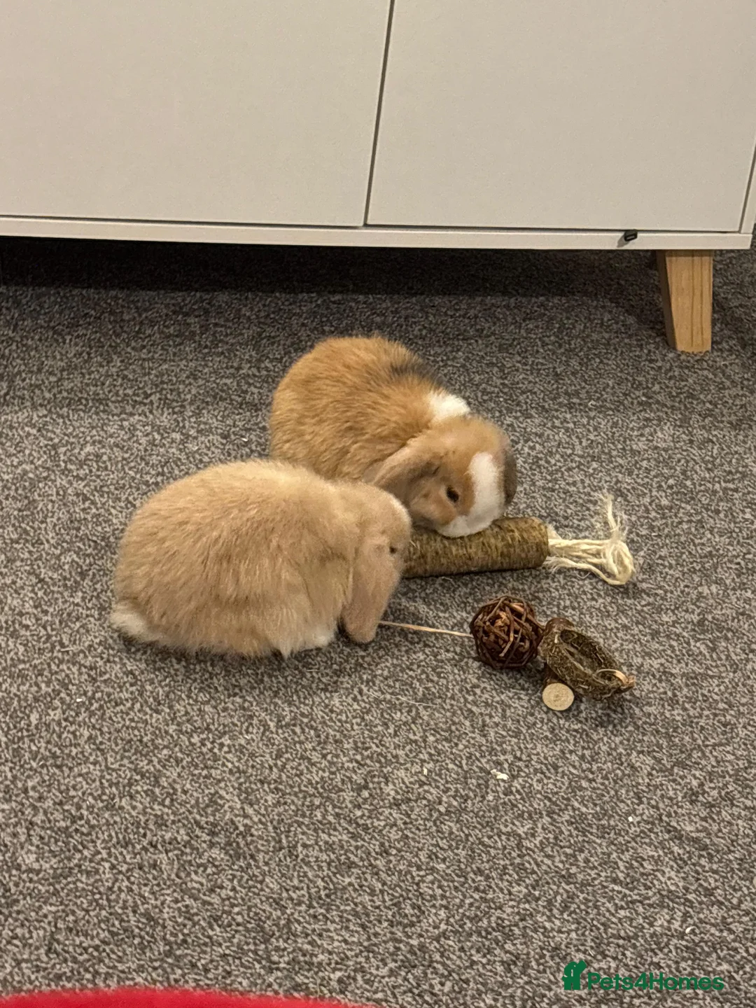 Mini Lop rabbits for sale: Mr Loo Loo in Enfield - Advert 3
