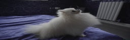 Pomeranian dogs for stud: White Pomeranian KC Registered CHAMPION Bloodlines in Manchester - Advert 4
