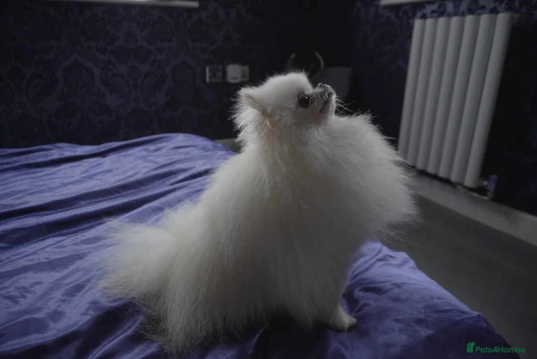 Pomeranian dogs for stud: White Pomeranian KC Registered CHAMPION Bloodlines in Manchester - Advert 4