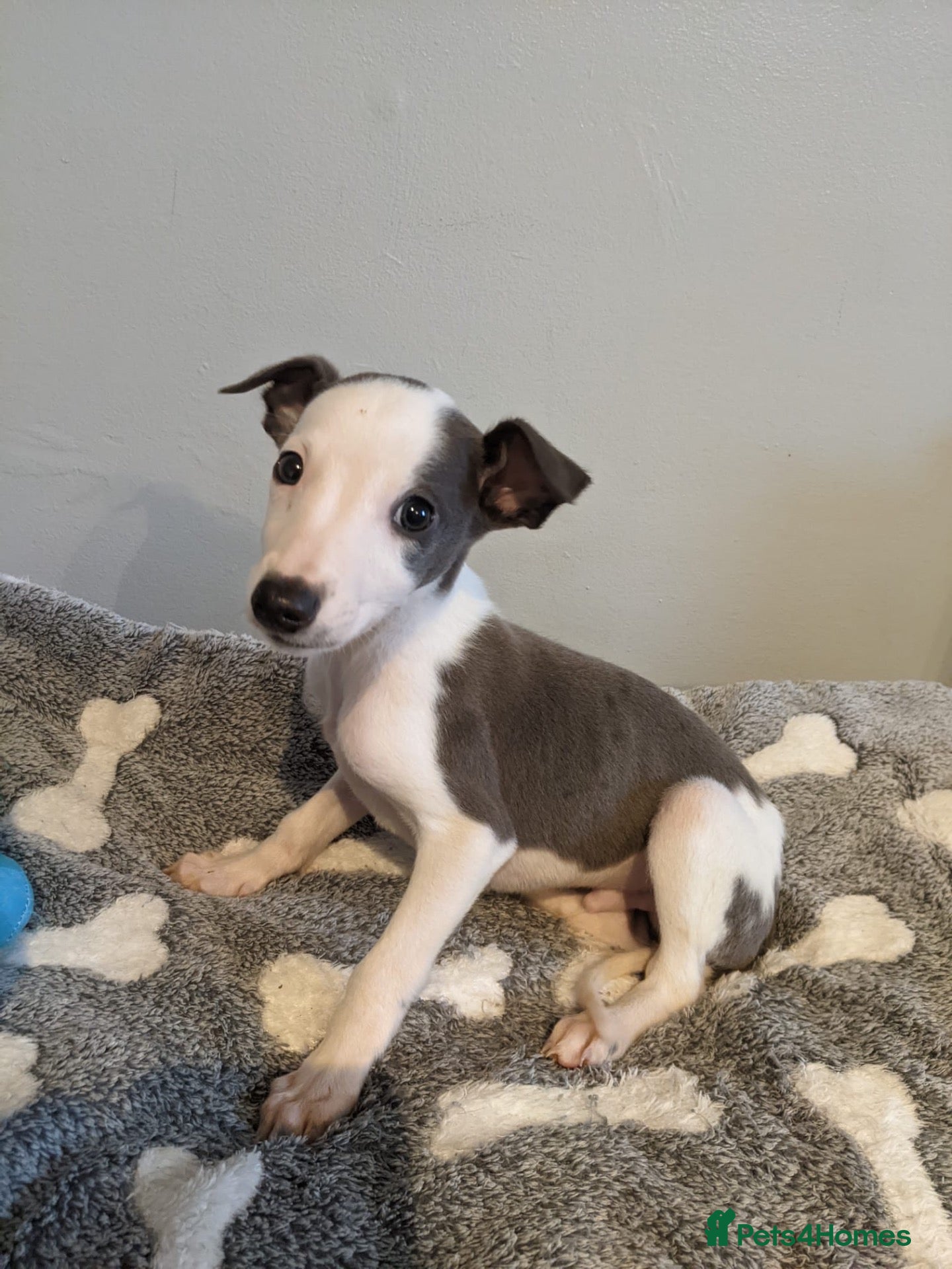 Whippet dogs Beautiful litter of pedigree whippets  - Advert 2