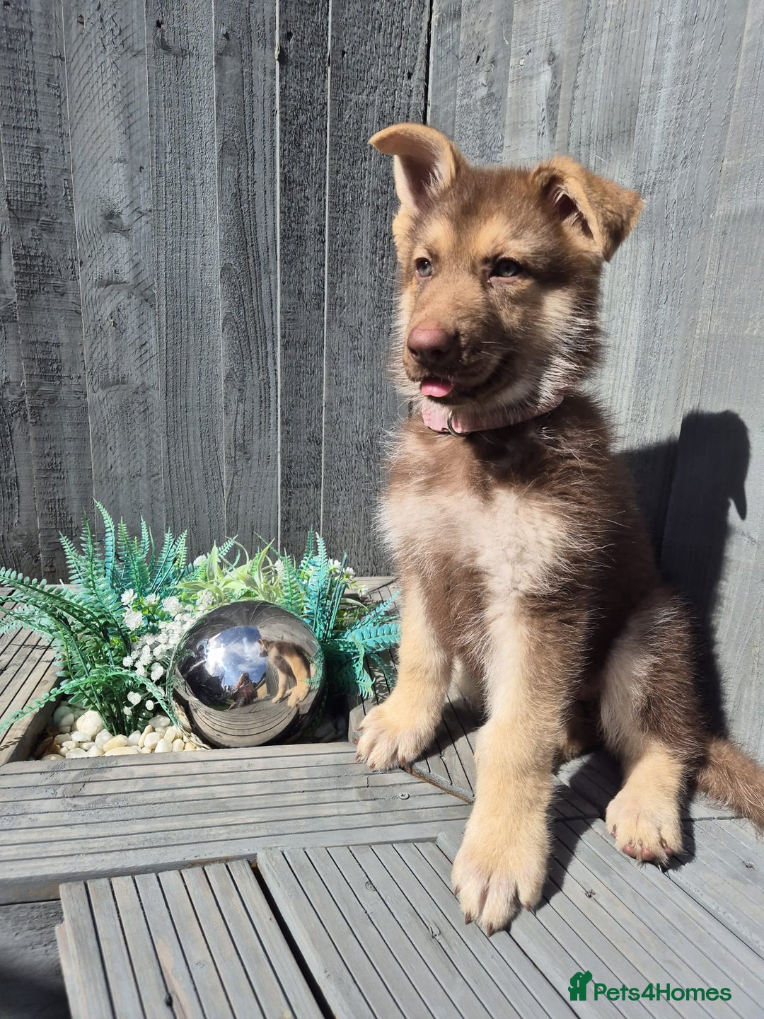 German Shepherd dogs for sale: Rare Isabella German Shepherd - Image 7