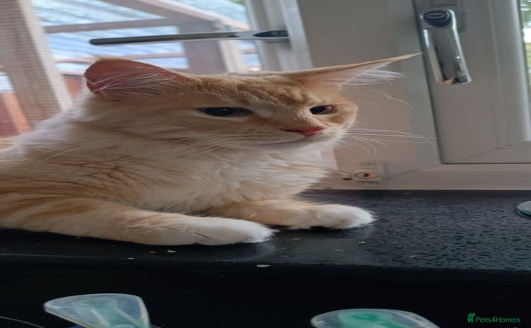 Maine Coon cats - Advert 11