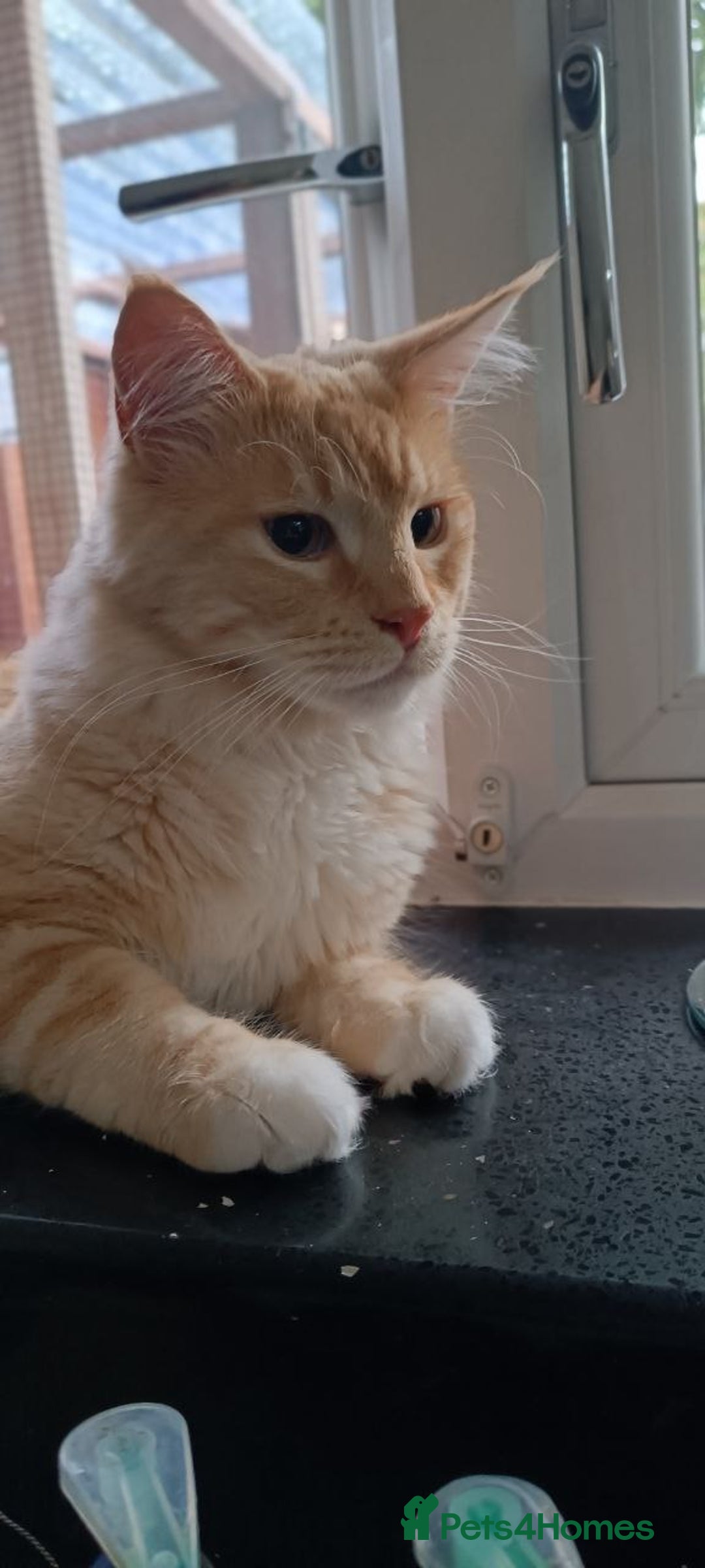 Maine Coon cats for sale: Maine Coon Boy for Sale - Image 1