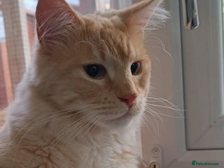 Maine Coon cats Maine Coon Boy for Sale - Advert 9