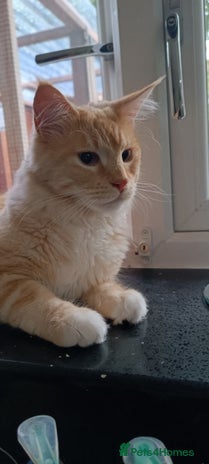 Maine Coon cats - Advert 1