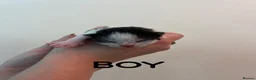 Mixed Breed cats for sale: Beautiful black and white kittens in Malvern - Advert 8