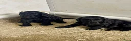 Cockapoo dogs for sale: Fabulous F1 cockerpoo’s  - Advert 5