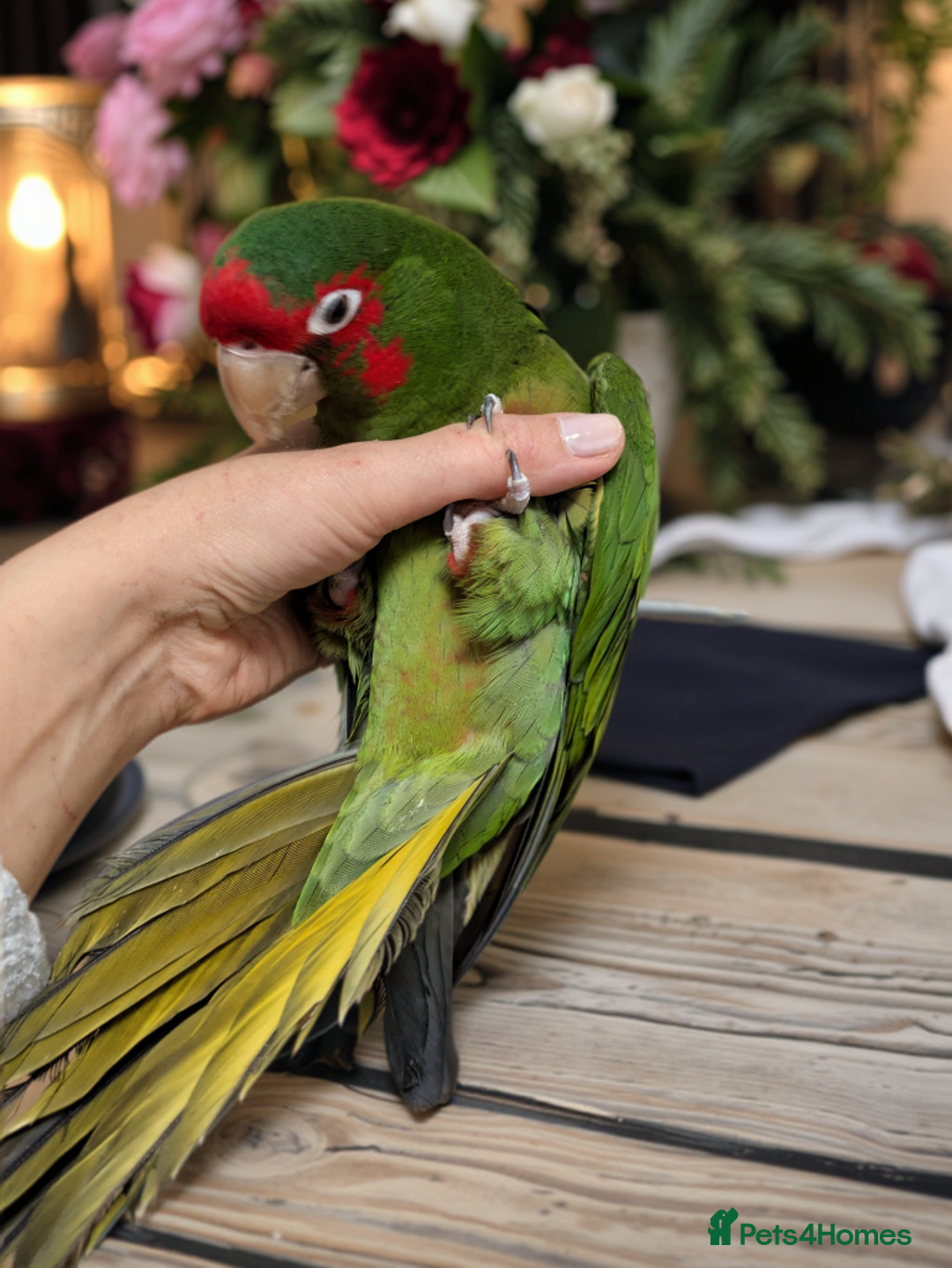 Conures birds for sale: Mitred conure mitred parakeet silly tamed  - Advert 7