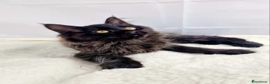 Maine Coon 1