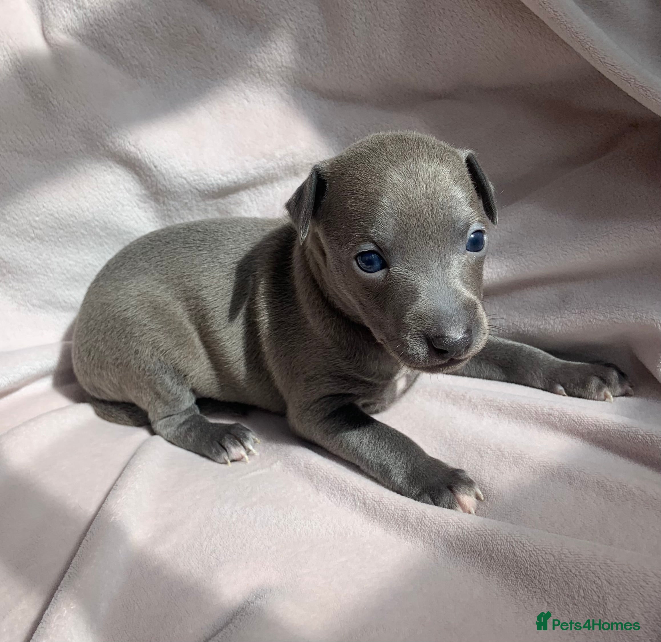 Italian Greyhound dogs KC Italian greyhound puppies European lineage - Advert 13