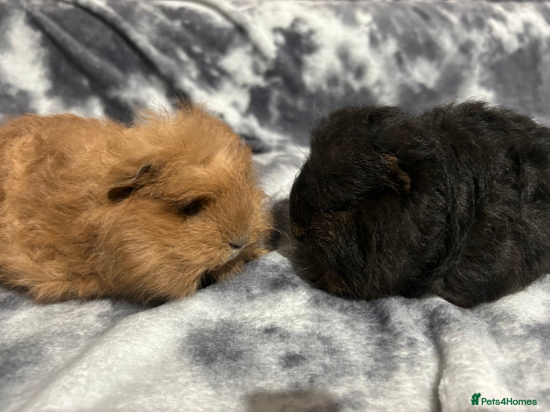 Guinea Pig rodents for sale: Swiss baby boars ready now - Advert 13