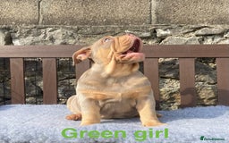 English Bulldog dogs for sale: Our last girl reduced KC reg English bulldog puppy - Image 4