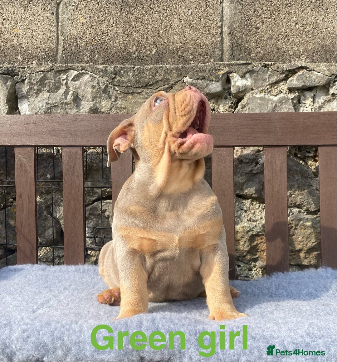English Bulldog dogs for sale: Our last girl reduced KC reg English bulldog puppy - Image 4