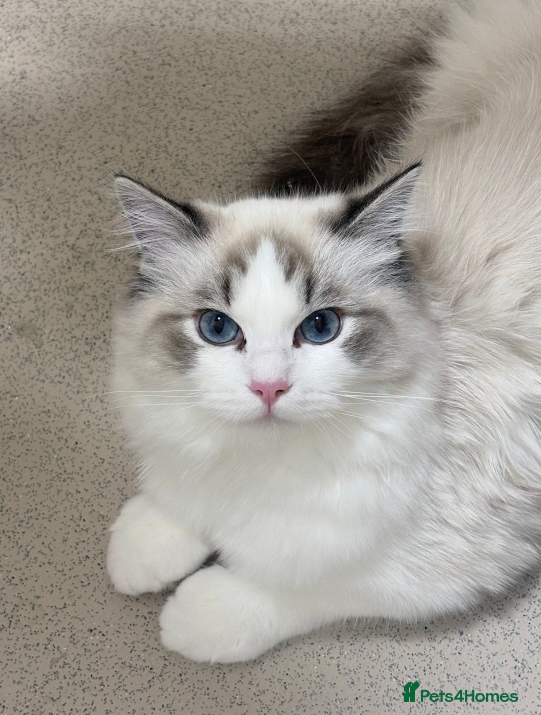 Ragdoll cats for sale: Luxury Ragdoll Blue-Eyed Beauty - Advert 7