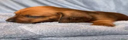Dachshund dogs for sale: Long & Short haired Sable crea Dachshund puppies  - Advert 5