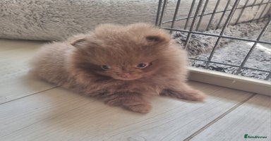 Pomeranian dogs - Advert 3