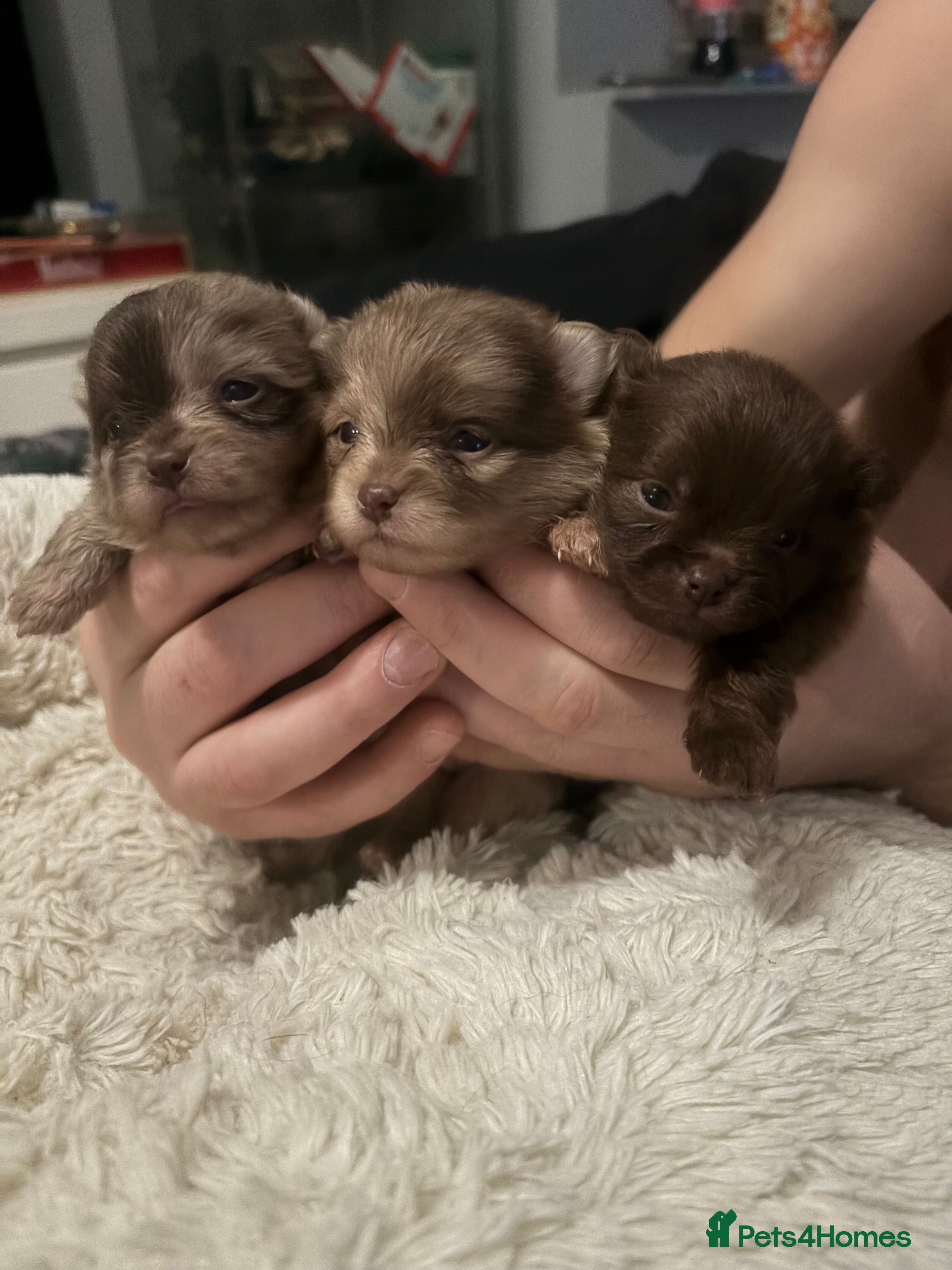 Pomeranian dogs Amazing  **  Poms bear🐻 - Advert 12