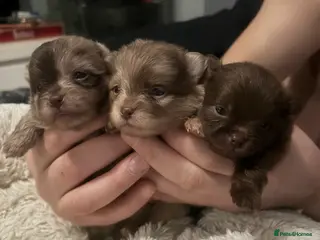 Pomeranian dogs Amazing ** Poms bear🐻 - Advert 12