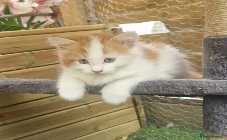 Mixed Breed cats - Advert 9