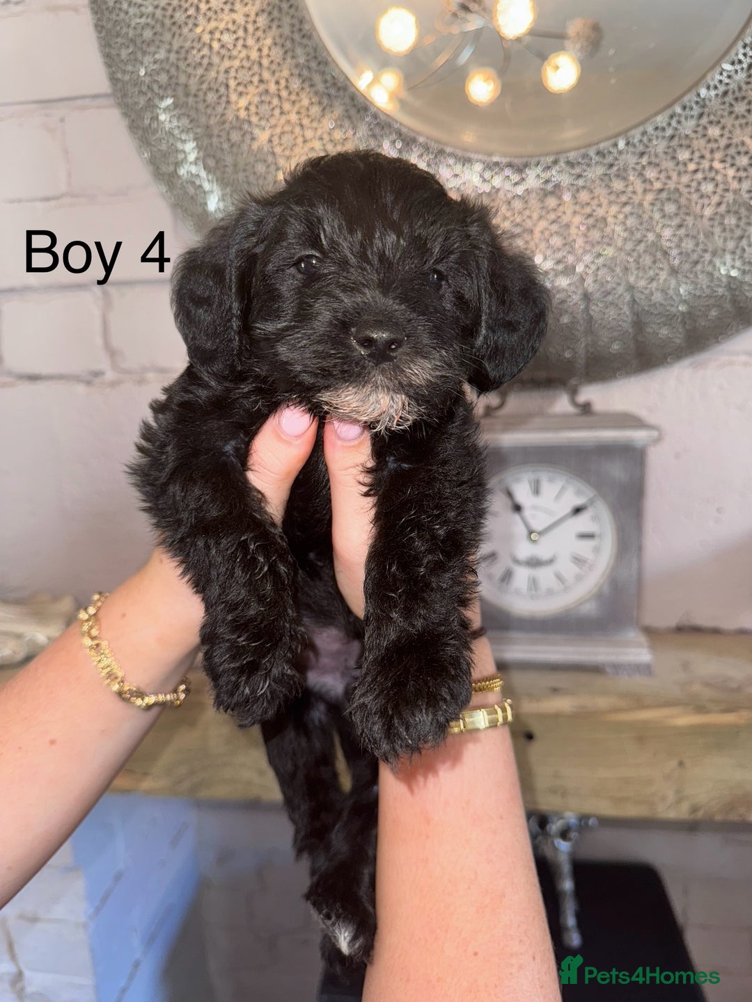 Mixed Breed dogs for sale: 🤎 Miniature Schnauzer X Cockapoo 🤎 - Image 24
