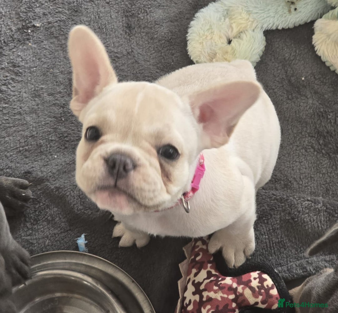 French Bulldog dogs for sale:  French bulldogs looking for their forever home in Lincoln - Image 18