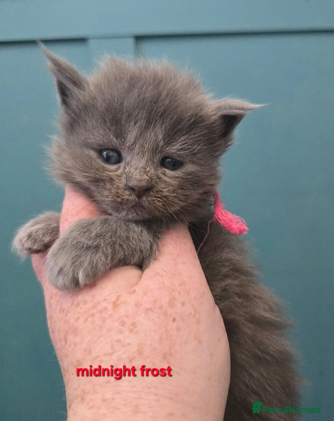 Maine Coon cats for sale: Blue & Blue Smoke Maine Coon Kittens Stunning Tica - Advert 1