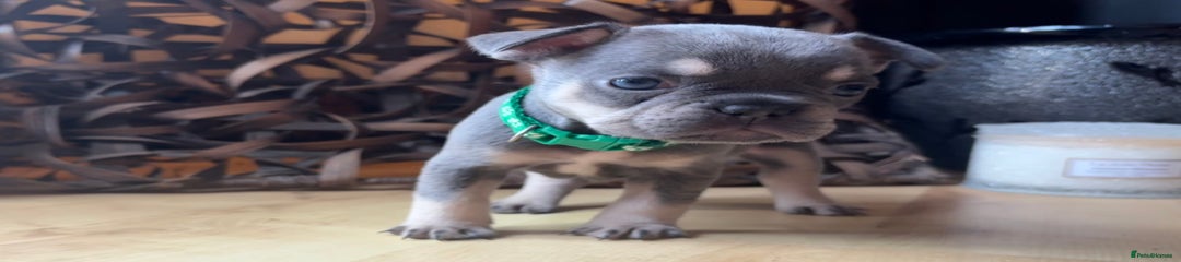 French Bulldog Puppy 8