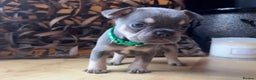 French Bulldog dogs for sale: READY NOW Pedigree New shade Isabella’s and Lilacs - Advert 22