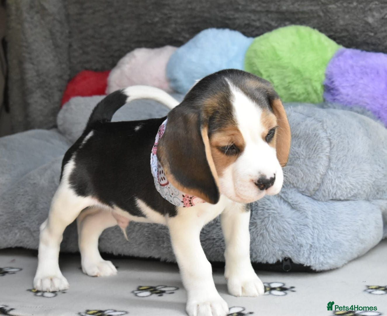 Beagle dogs Beautiful beagle puppies  - Advert 9