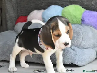 Beagle dogs Beautiful beagle puppies - Advert 9