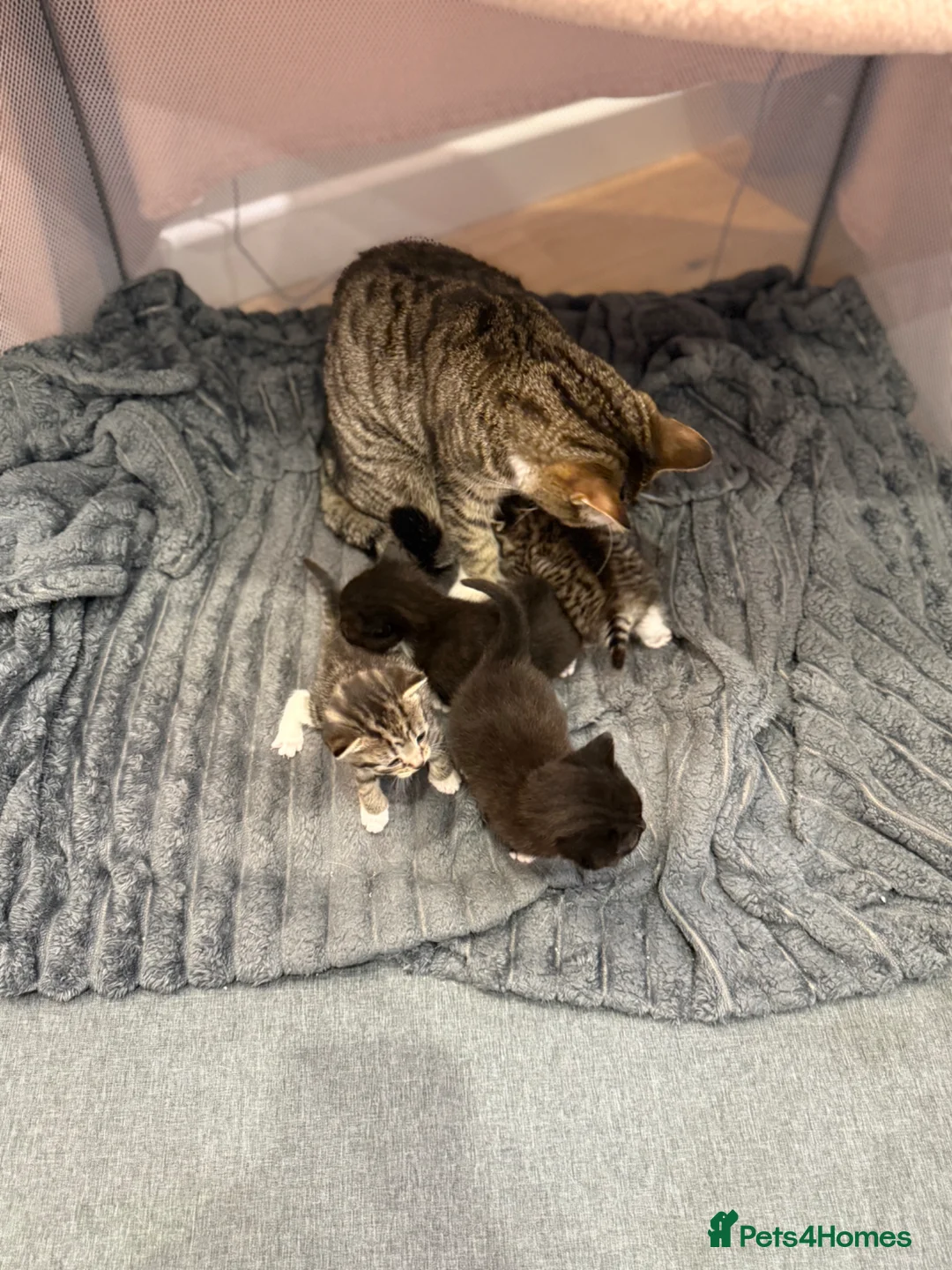 Persian cats for sale: 4 beautiful kittens  in Rugeley - Advert 1